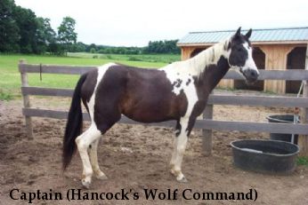 Captain (Hancock's Wolf Command)